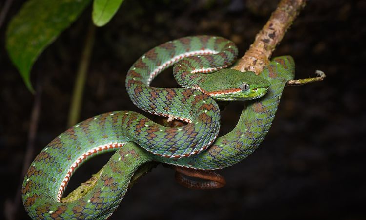 Do snakes have bones