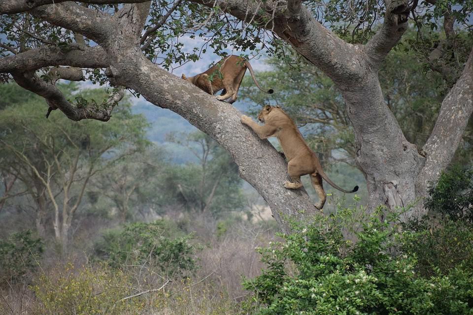 4 Days Uganda Gorilla & Wildlife safari