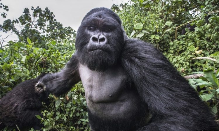 What Angers a Gorilla
