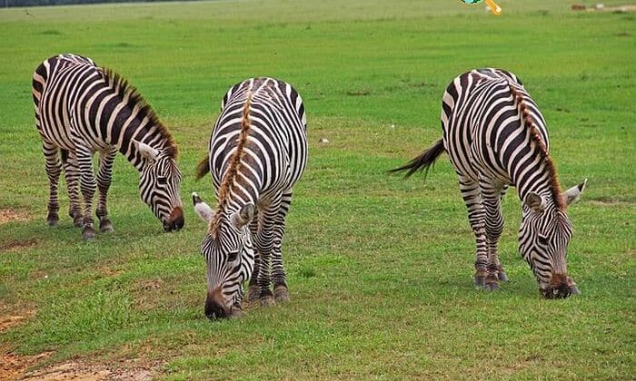 What do zebras eat