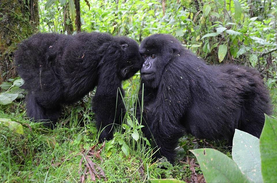 2 Days Rwanda Gorilla Safari