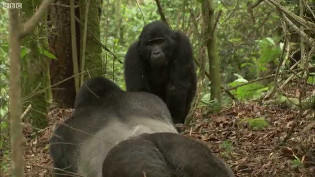 Gorilla Mating Behavior