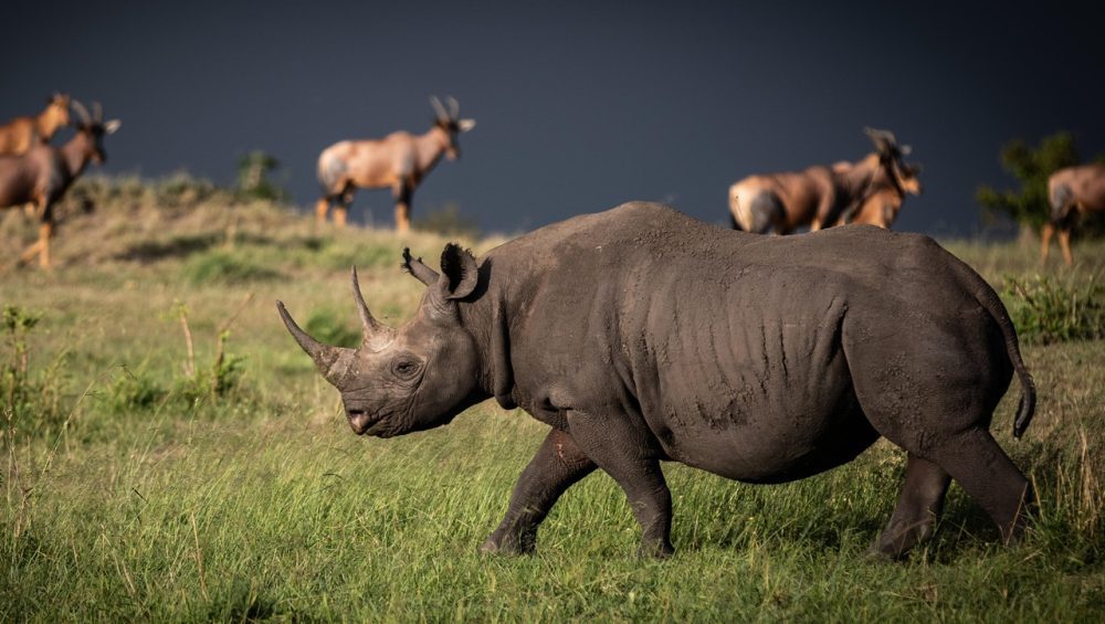 how many black rhinos are left
