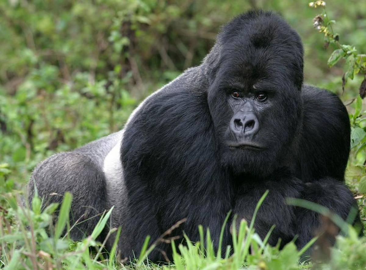 what makes a gorilla angry