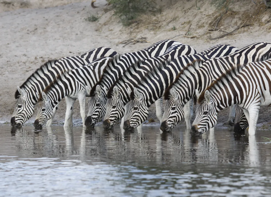what do zebras eat and drink