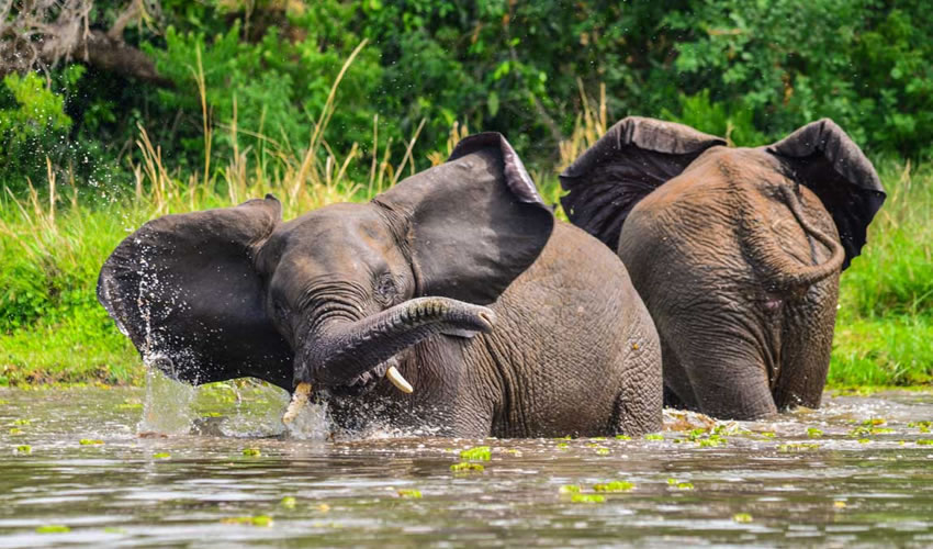 10 Days Uganda Safari Cost