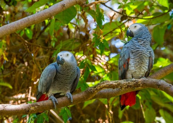 African Grey Parrots in Uganda