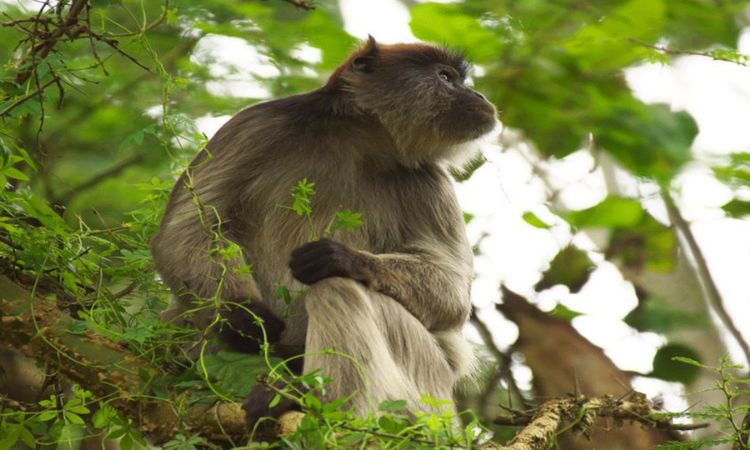 bigodi wetland sanctuary prices