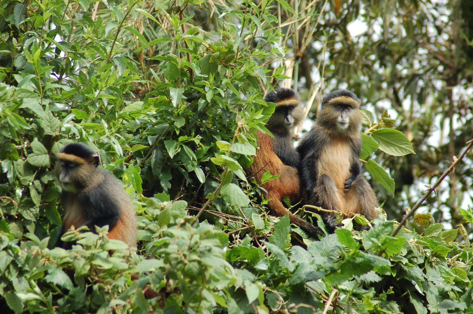 Golden monkey trekking in Rwanda