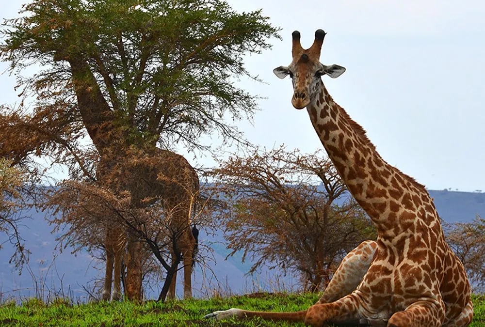 Best Rwanda safari packages