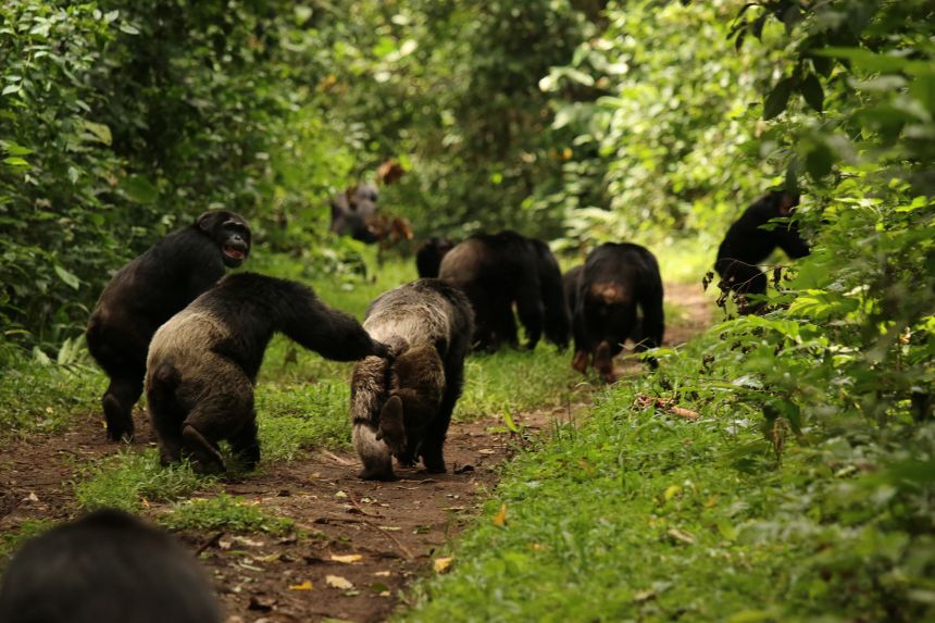 Kibale Forest National Park chimpanzee trekking Uganda