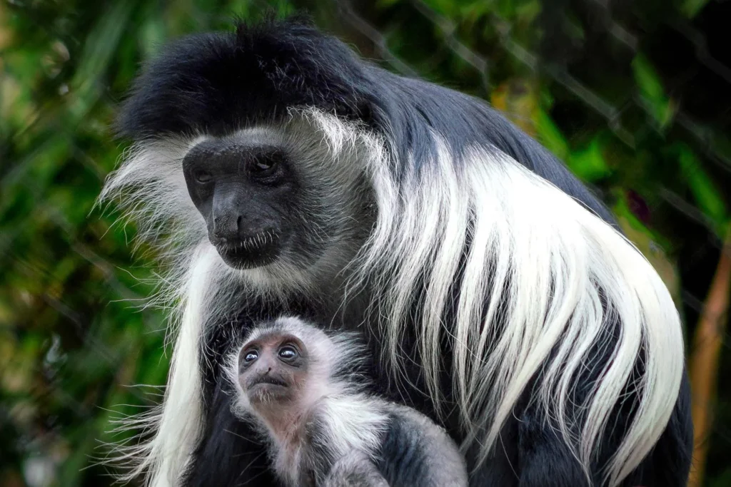 3 Days Colobus Monkey Trekking Safari