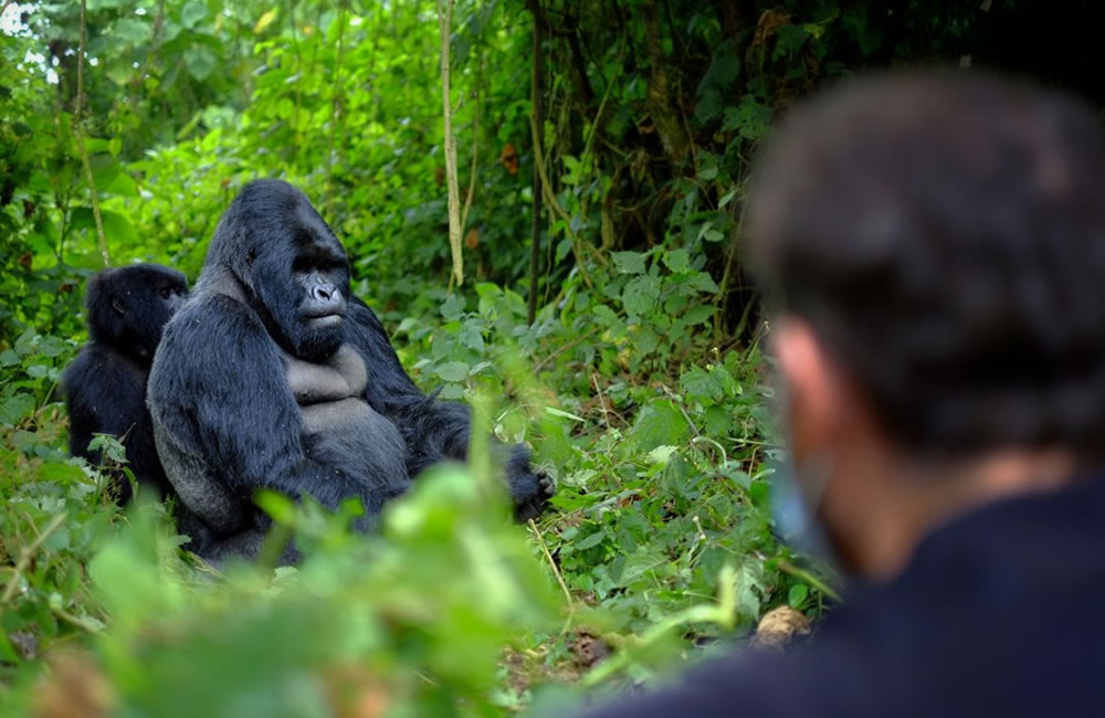7 Days Rwanda Gorilla and Chimpanzee Safari