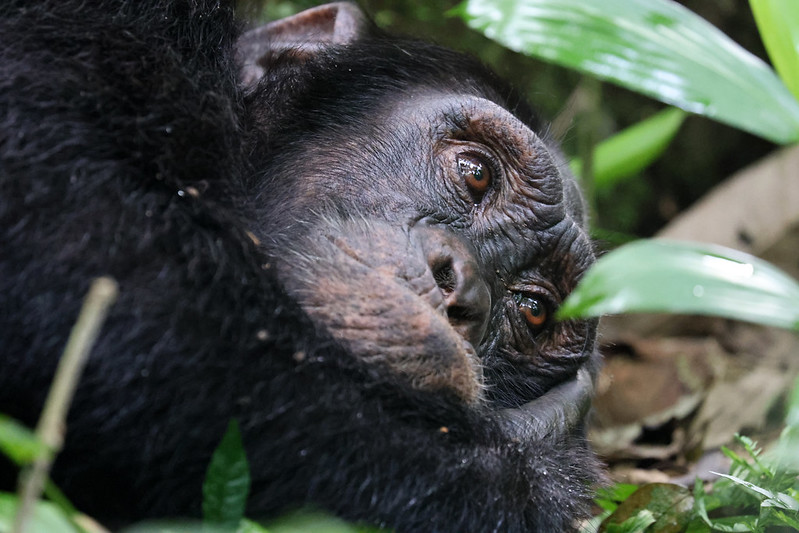 7 Days Uganda primate safari gorillas chimpanzees