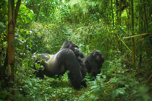 Rwanda Primate Safari Parks