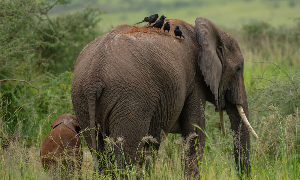 Rwanda safari cost