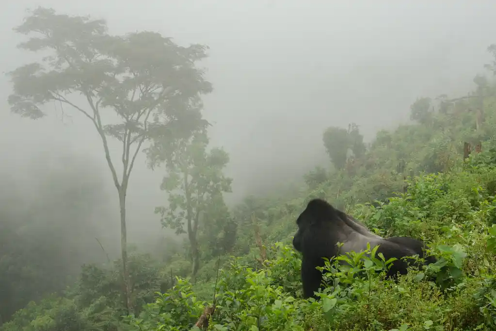 Bwindi Impenetrable National Park gorilla trekking