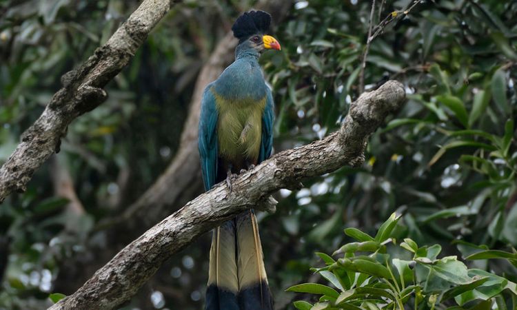 Birding in Entebbe