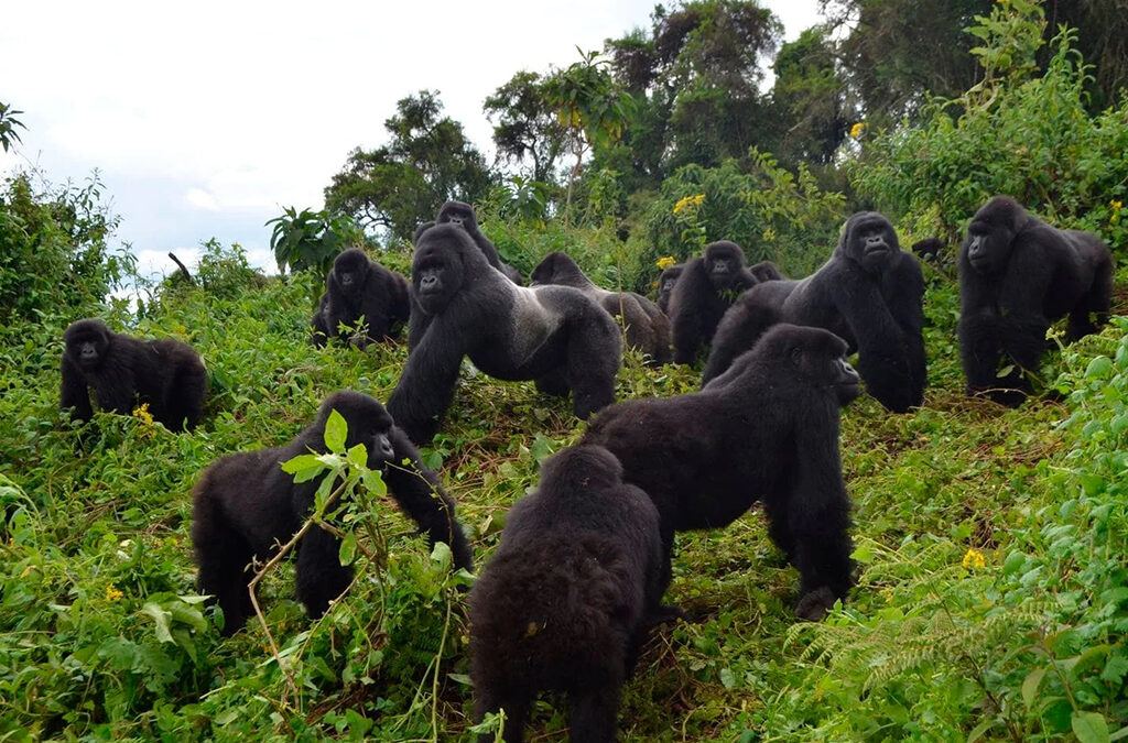 Mountain gorilla silverback Bwindi Impenetrable National Park Uganda