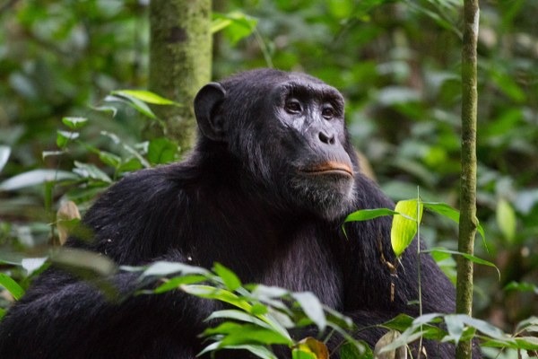 8 Days Best Rwanda Highlights Safari
