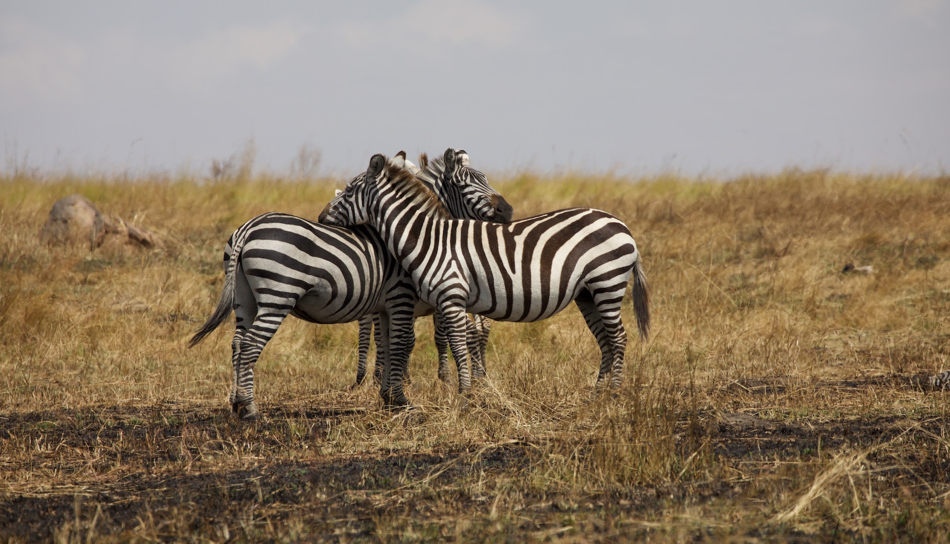 Uganda Rwanda gorilla safari 7 days
