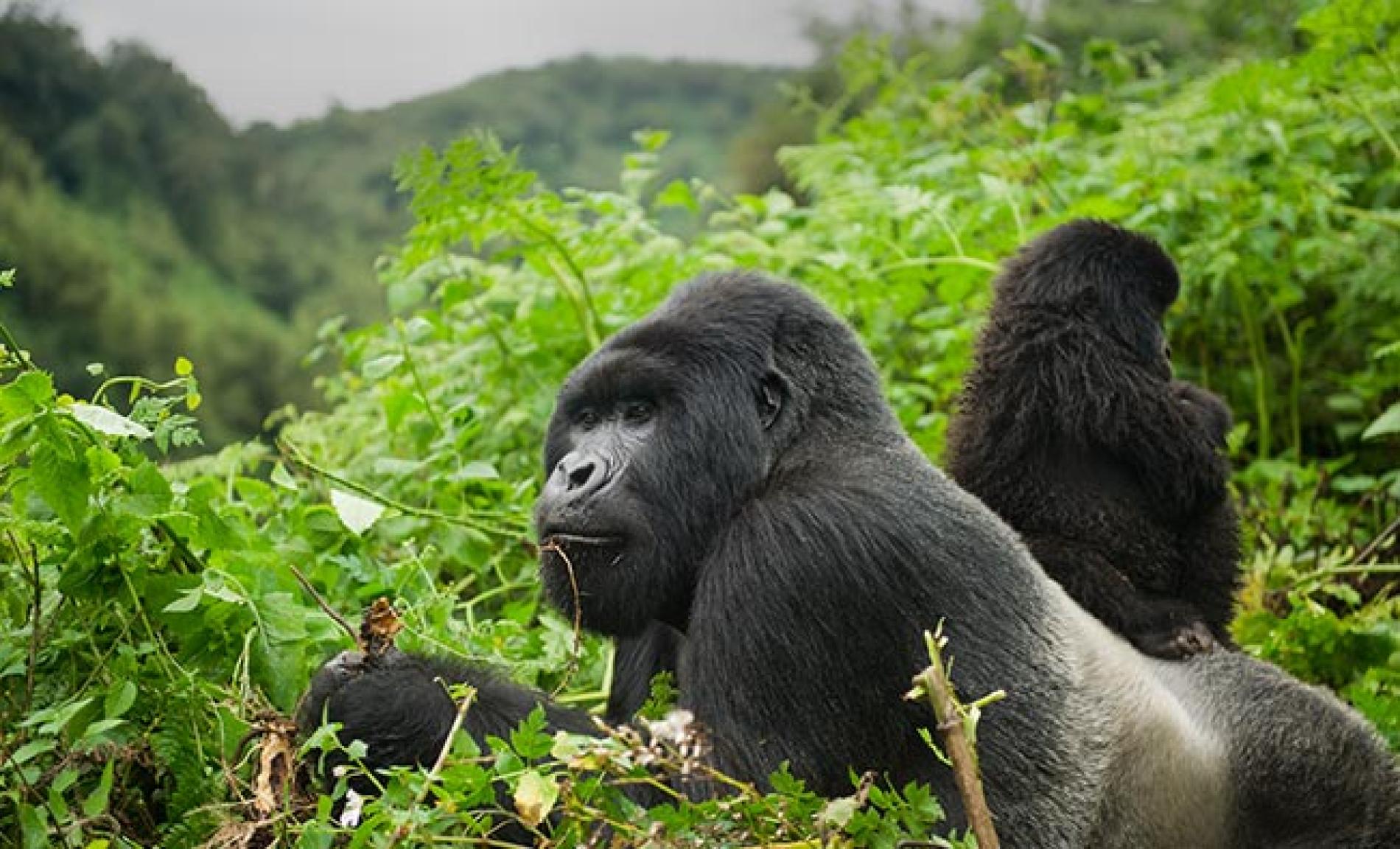 5 Days Rwanda Gorilla and Golden Monkey Safari