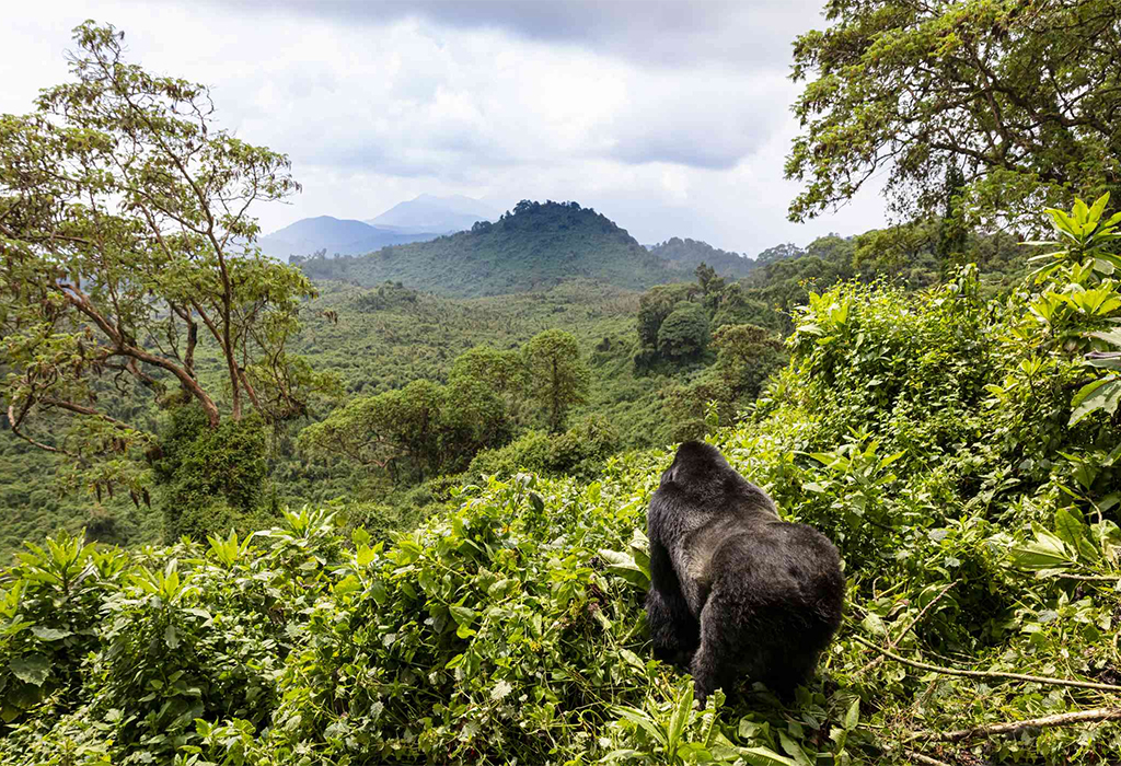 10 Days Luxury Rwanda Primate & Culture Safari