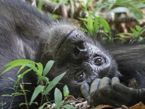 Chimpanzee and golden monkey tracking Uganda