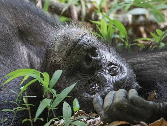 Budget Uganda Safari Cost