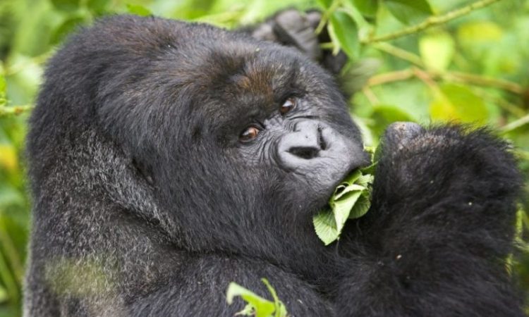 How Much Vegetation Does a Silverback Gorilla Eat