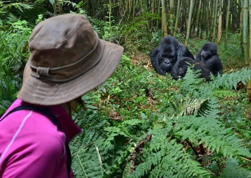 3 Day Gorilla Trek Uganda Cost