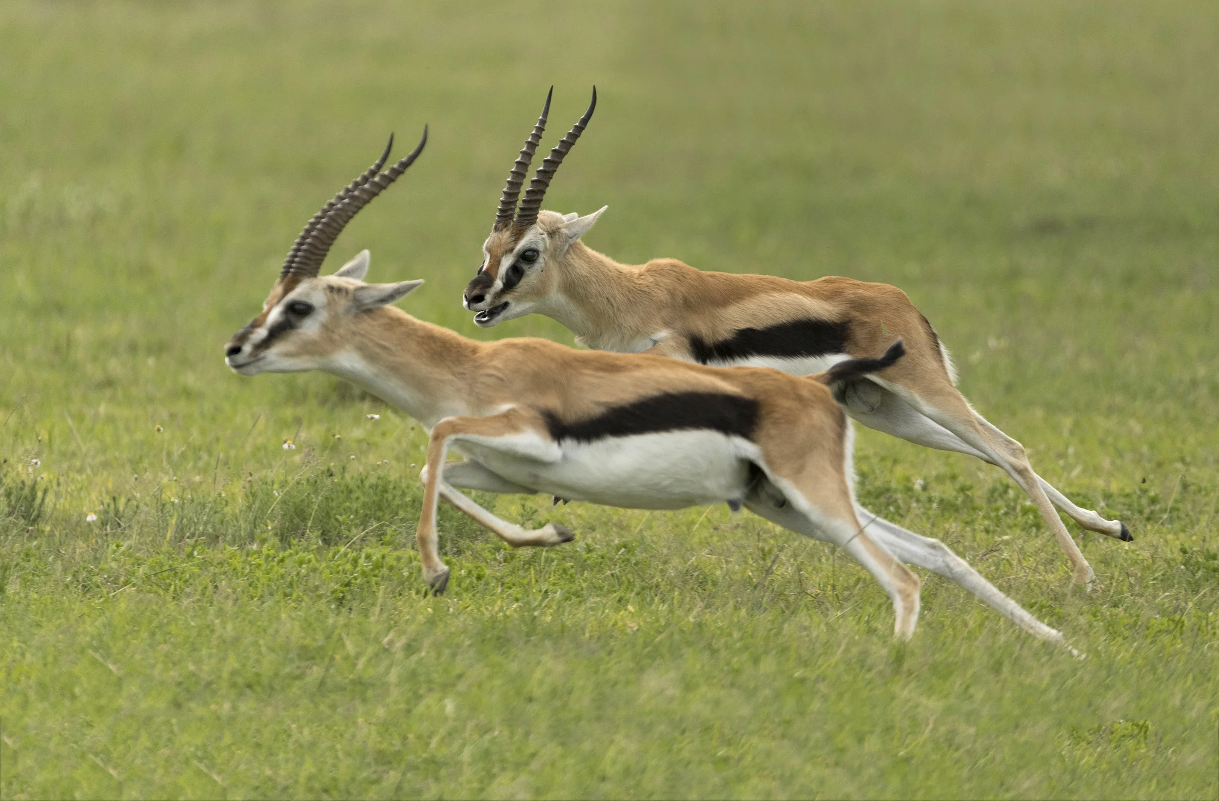 Great Migration Animals