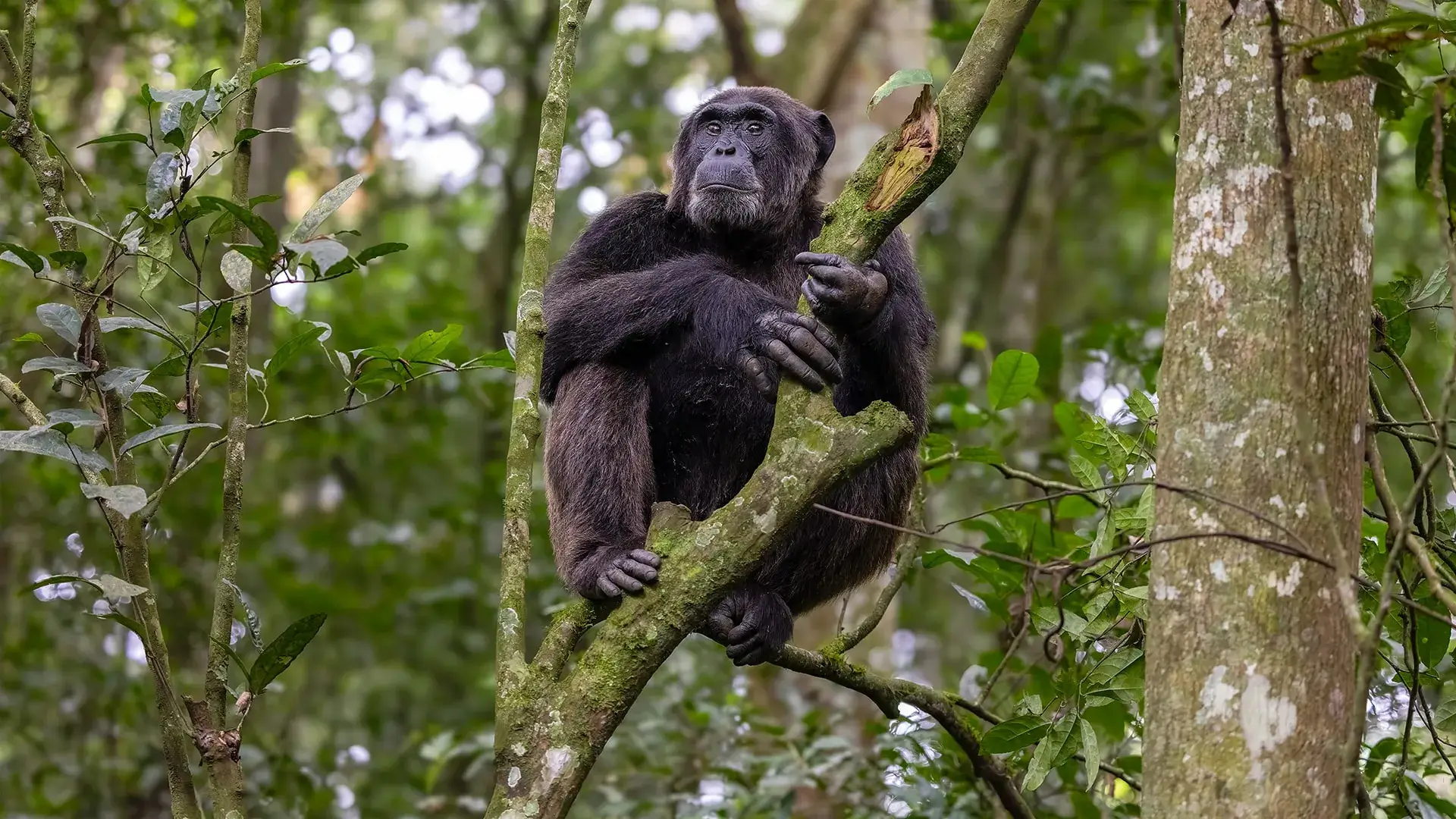3 Days Kyambura Gorge Chimpanzee Safari