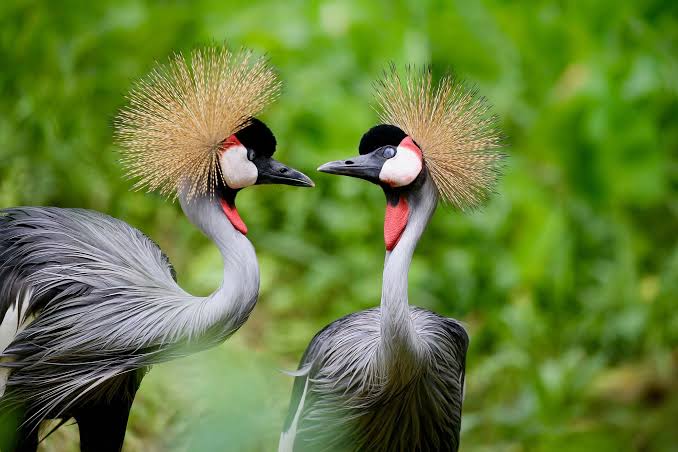 5 Days Uganda Birding Safari