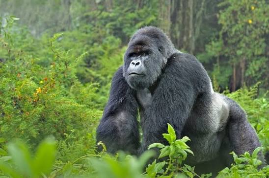 Are silverback gorillas endangered