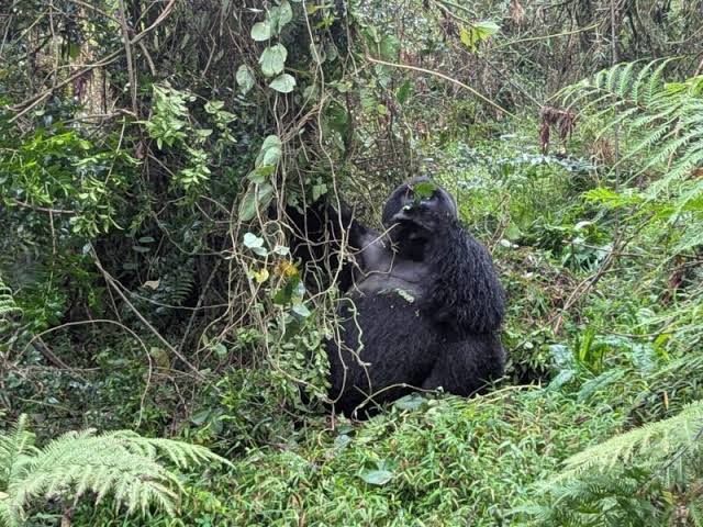 Gorilla Trekking Rwanda Packages