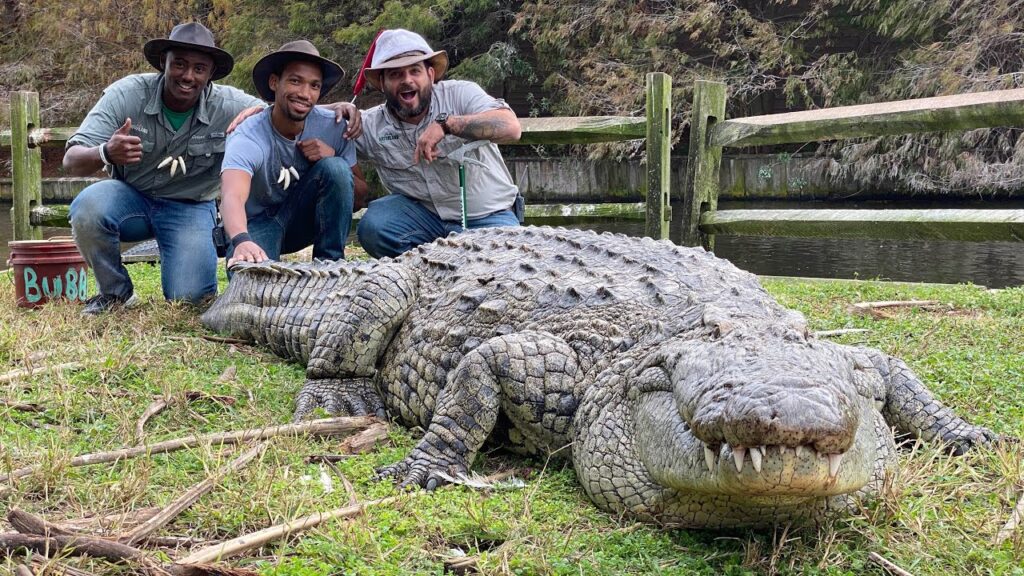 Nile Crocodile Size