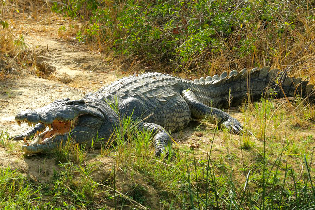 nile crocodile size vs saltwater