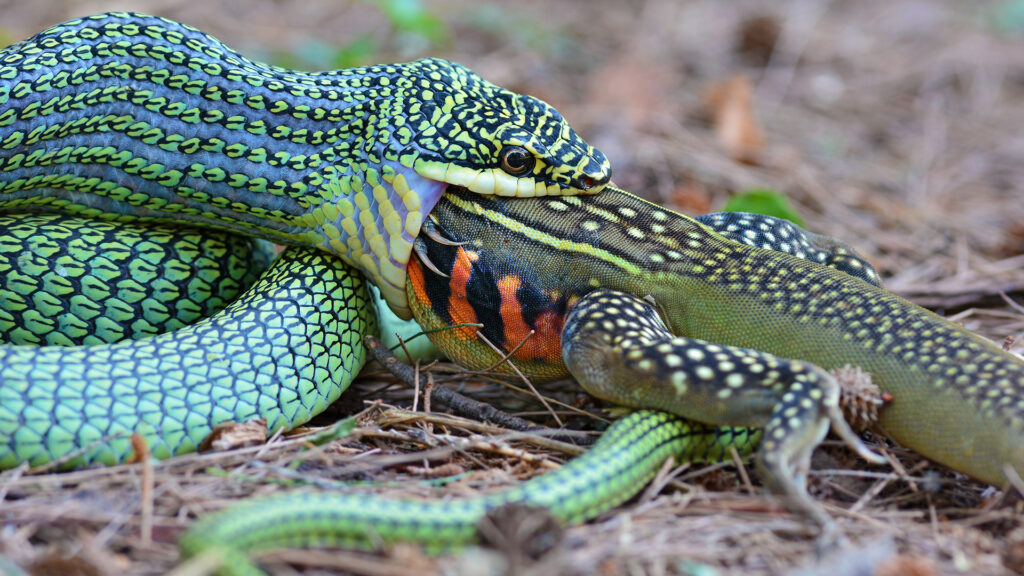 What do snakes eat