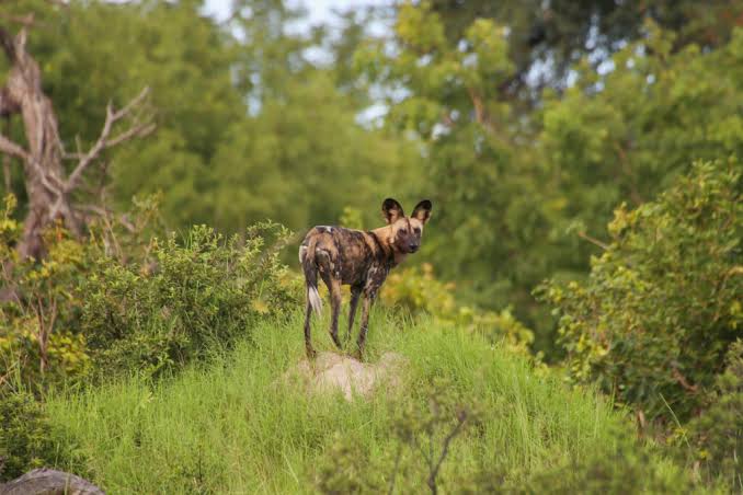 African Wild Dog Habitat