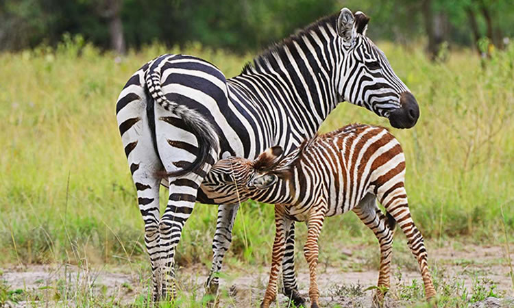 Why visit Uganda