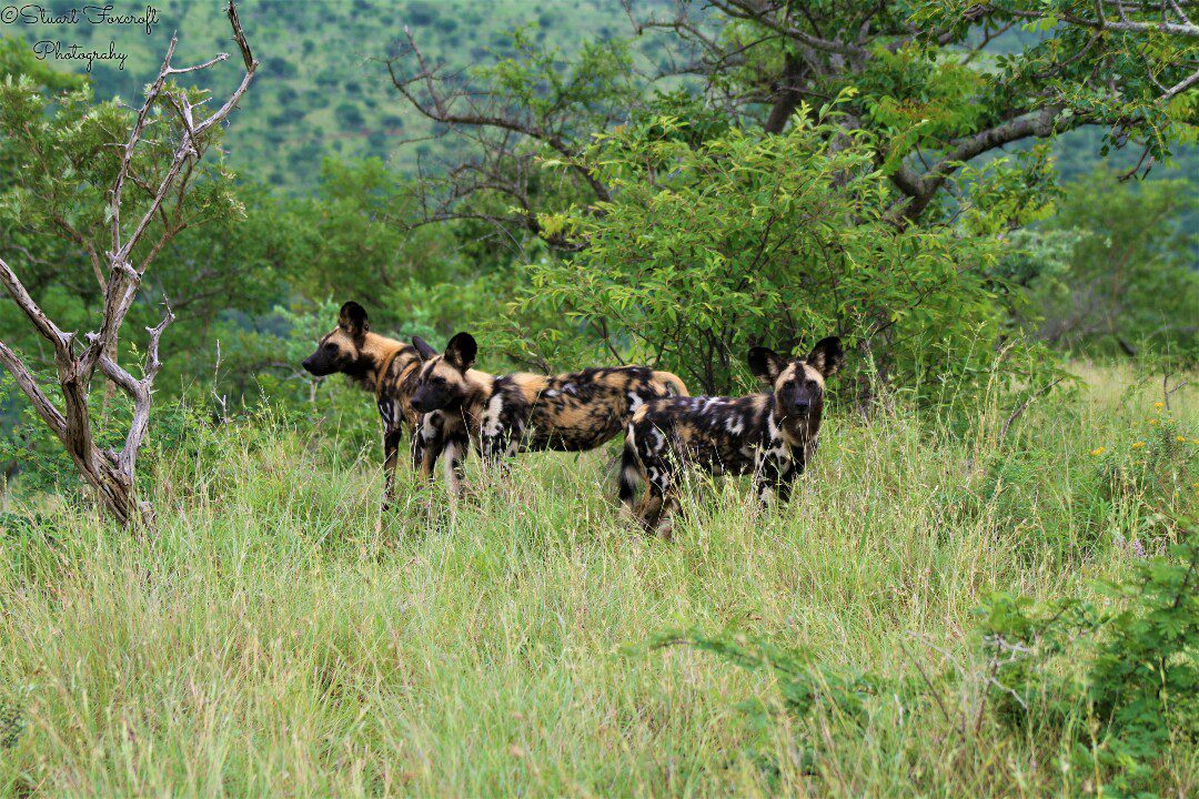 Where do african wild dogs live?