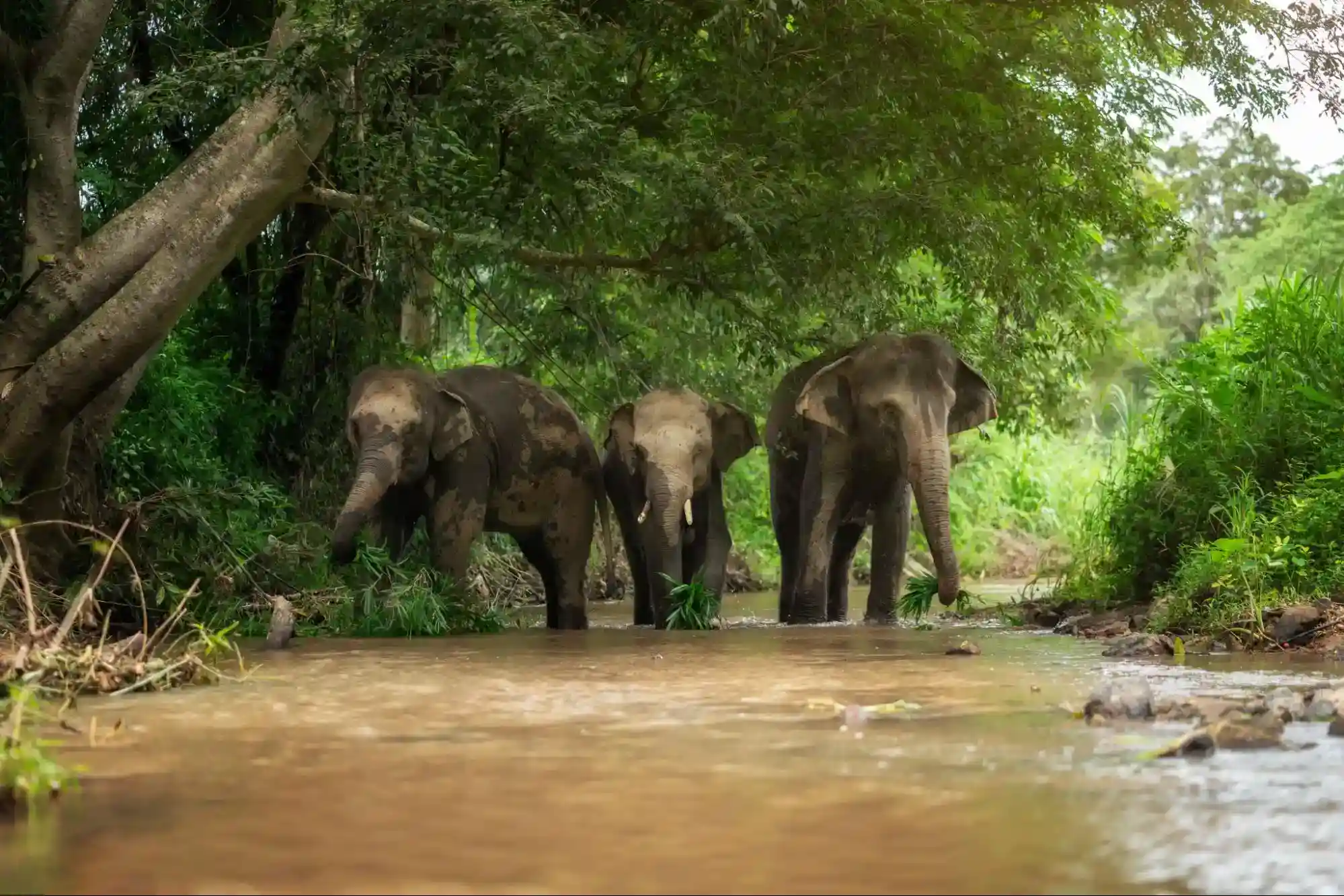 Where do elephants live land or water