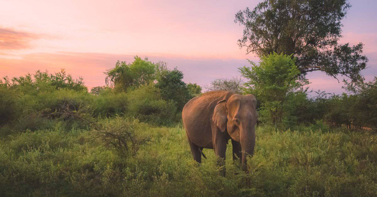 Where do elephants live