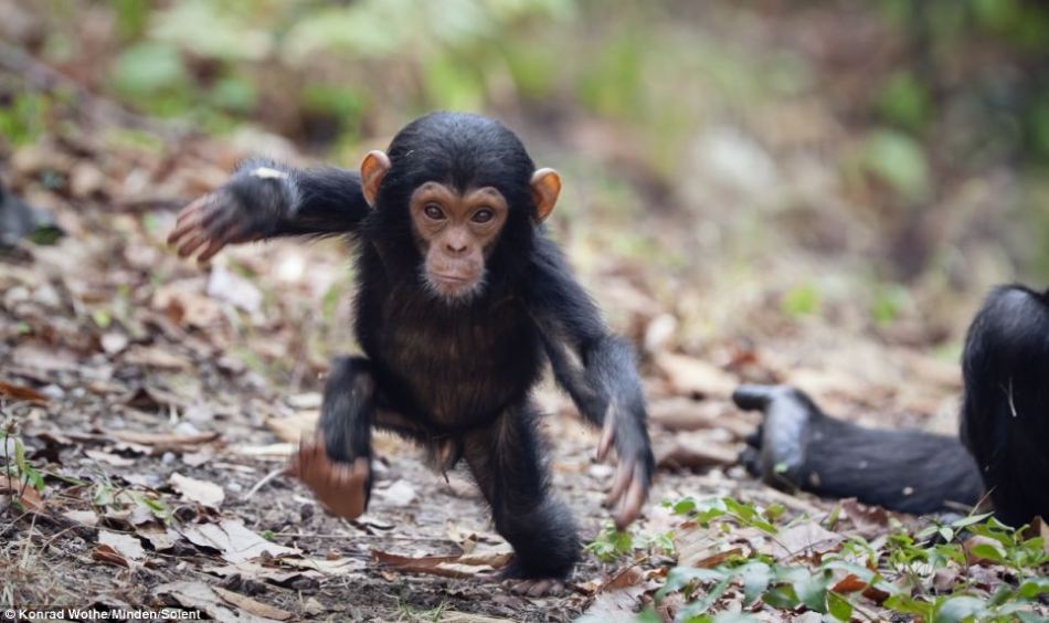 Baby Chimpanzee