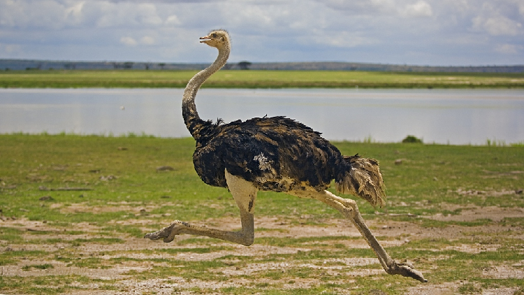 How fast can an ostrich run