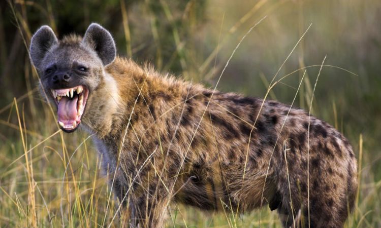 Are Hyenas Dogs