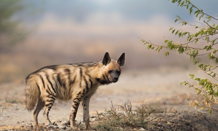 Hyena species