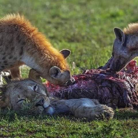 What Do Hyenas Eat
