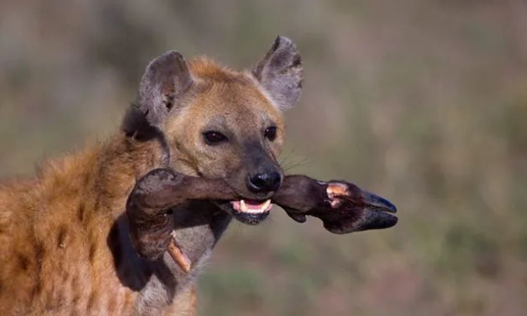 What Do Hyenas Eat in the wild